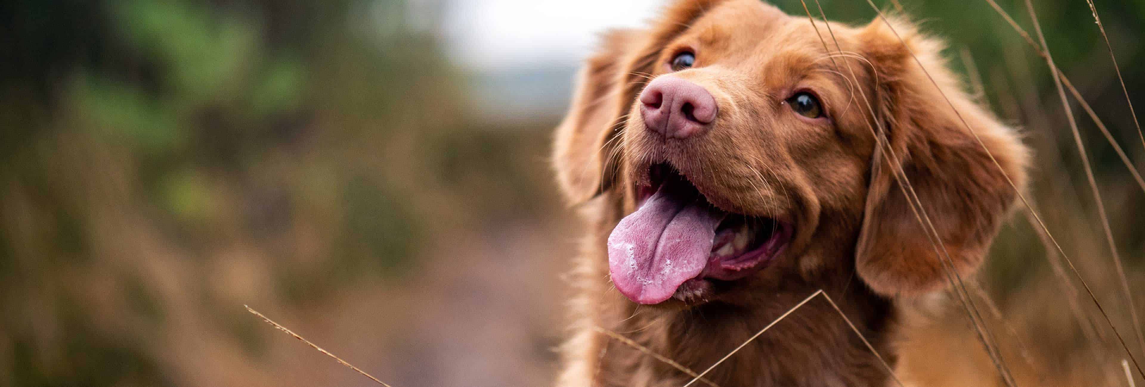 Emergency Canine Care