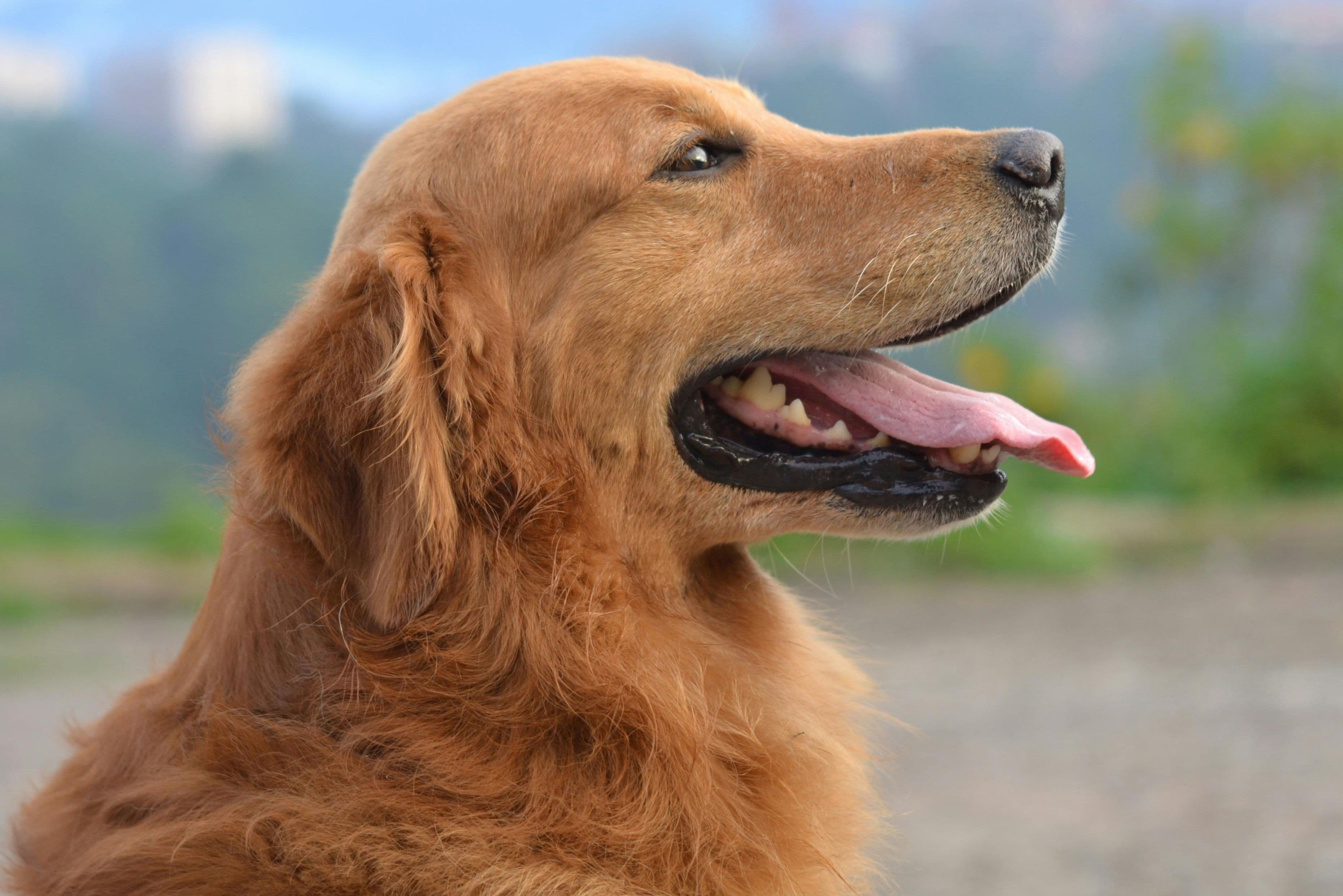 Preventative health checks