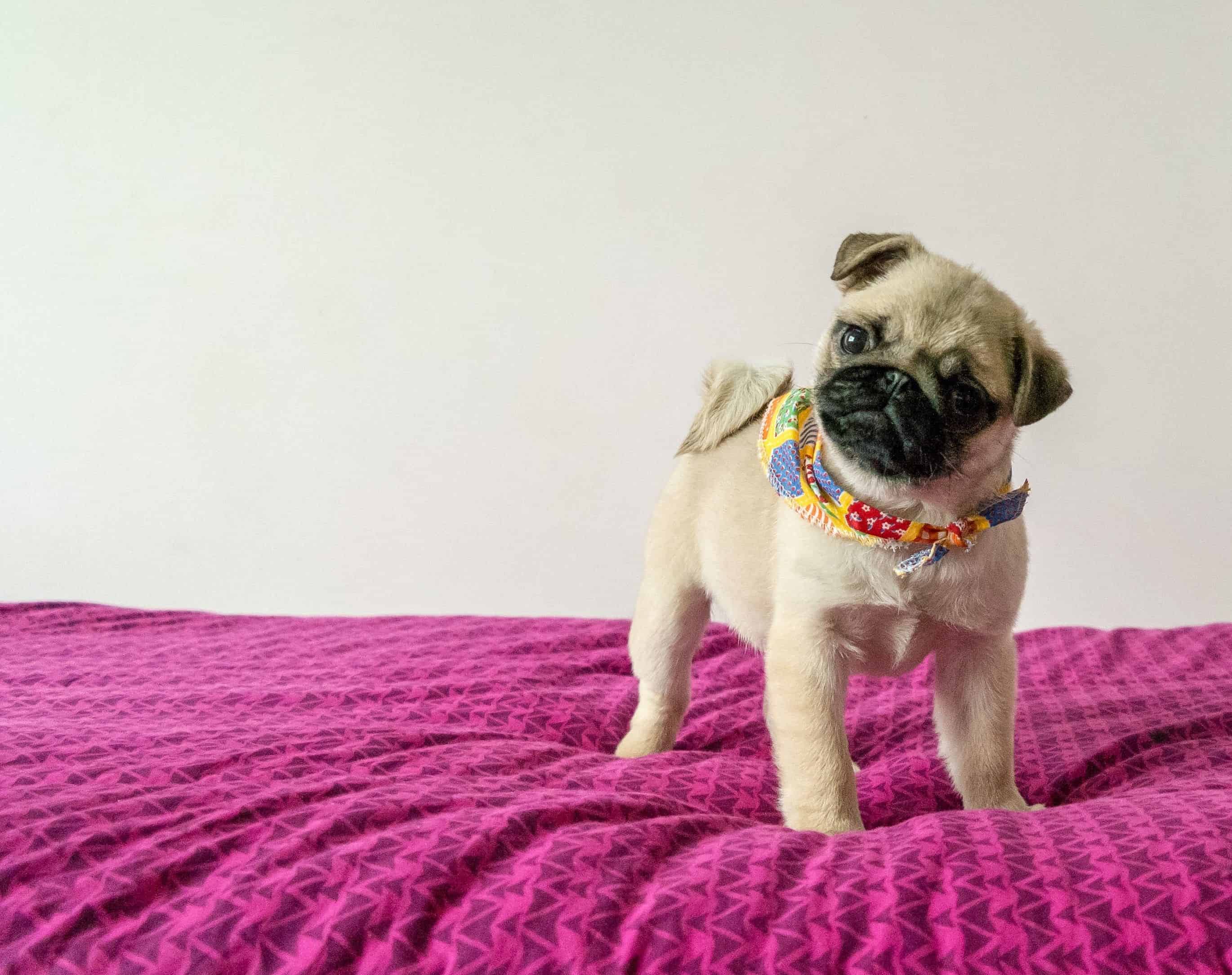 Flat Faced Breeds - Health Awareness